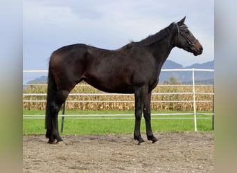 Thoroughbred, Mare, 6 years, 15.1 hh, Smoky-Black