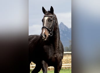 Thoroughbred, Mare, 6 years, 15.1 hh, Smoky-Black