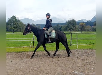 Thoroughbred, Mare, 6 years, 15.1 hh, Smoky-Black