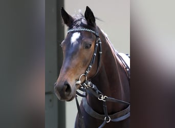 Thoroughbred, Mare, 6 years, 15.2 hh, Bay-Dark