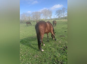 Thoroughbred, Mare, 6 years, 15.2 hh, Brown