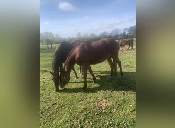 Thoroughbred, Mare, 6 years, 15.2 hh, Brown