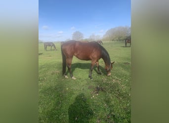 Thoroughbred, Mare, 6 years, 15.2 hh, Brown