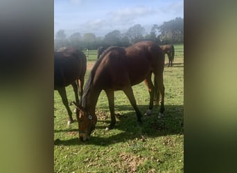 Thoroughbred, Mare, 6 years, 15.2 hh, Brown