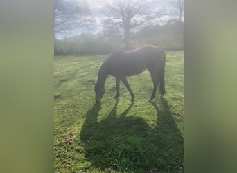 Thoroughbred, Mare, 6 years, 15.2 hh, Brown
