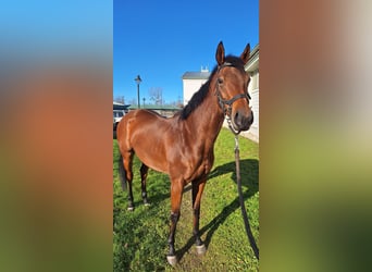 Thoroughbred, Mare, 6 years, 15,2 hh, Brown