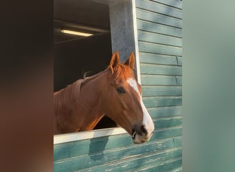 Thoroughbred, Mare, 6 years, 15.2 hh, Chestnut-Red