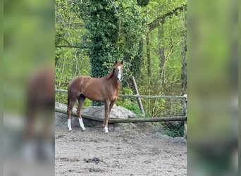 Thoroughbred, Mare, 6 years, 15.2 hh, Chestnut-Red