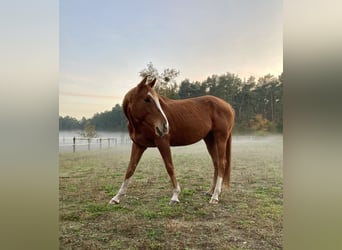 Thoroughbred, Mare, 6 years, 15,2 hh, Chestnut-Red