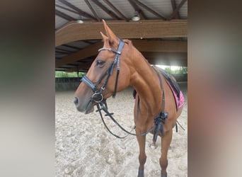 Thoroughbred, Mare, 6 years, 15,2 hh, Chestnut-Red