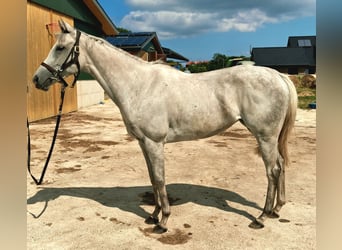 Thoroughbred, Mare, 6 years, 15.2 hh, Grey