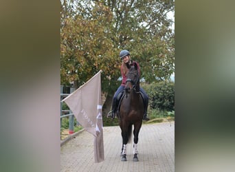 Thoroughbred, Mare, 6 years, 15 hh, Brown