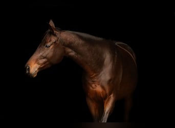 Thoroughbred, Mare, 6 years, 15 hh, Brown