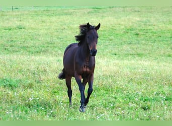Thoroughbred, Mare, 6 years, 15 hh, Brown