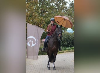 Thoroughbred, Mare, 6 years, 15 hh, Brown