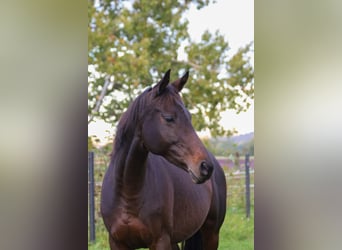Thoroughbred, Mare, 6 years, 15 hh, Brown