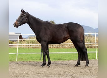 Thoroughbred, Mare, 6 years, 15,1 hh, Smoky-Black