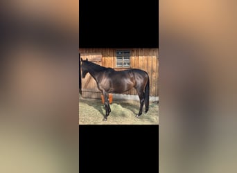 Thoroughbred, Mare, 6 years, 15,2 hh, Bay-Dark