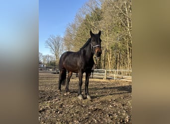Thoroughbred Mix, Mare, 6 years, 15,2 hh, Bay-Dark