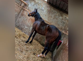 Thoroughbred, Mare, 6 years, 15,2 hh, Brown