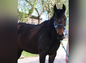 Thoroughbred, Mare, 6 years, 15,2 hh, Brown