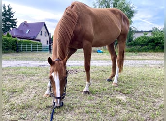 Thoroughbred, Mare, 6 years, 15,2 hh, Chestnut-Red