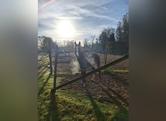 Thoroughbred, Mare, 6 years, 15,2 hh, Chestnut-Red