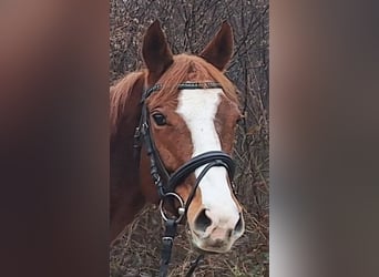 Thoroughbred, Mare, 6 years, 15,2 hh, Chestnut-Red