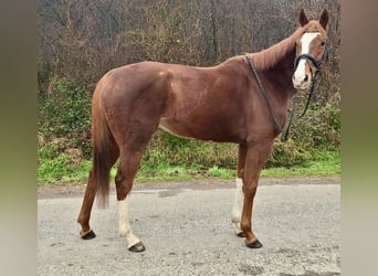 Thoroughbred, Mare, 6 years, 15,2 hh, Chestnut-Red