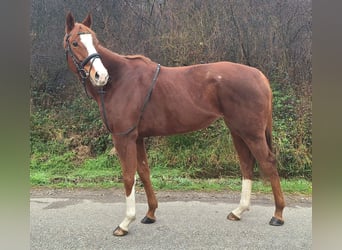 Thoroughbred, Mare, 6 years, 15,2 hh, Chestnut-Red