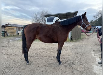 Thoroughbred, Mare, 6 years, 16,1 hh, Brown