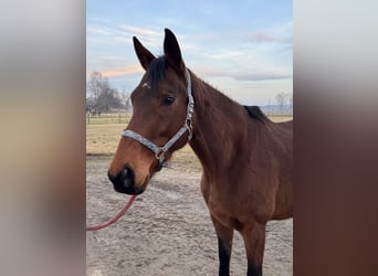 Thoroughbred, Mare, 6 years, 16,1 hh, Brown