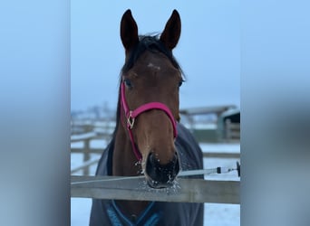 Thoroughbred, Mare, 6 years, 16,1 hh, Brown