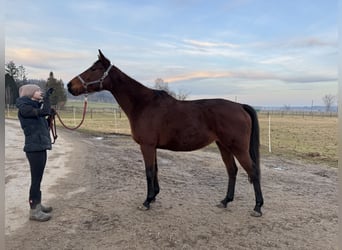 Thoroughbred, Mare, 6 years, 16,1 hh, Brown