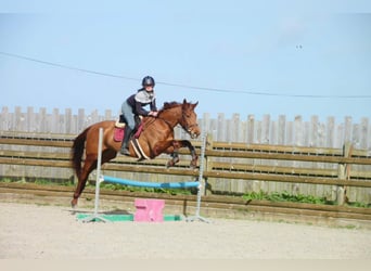 Thoroughbred, Mare, 6 years, 16.1 hh, Chestnut-Red