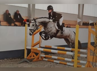 Thoroughbred, Mare, 6 years, 16.1 hh, Grey-Dapple