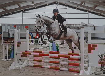Thoroughbred, Mare, 6 years, 16.1 hh, Grey-Dapple