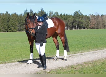 Thoroughbred, Mare, 6 years, 16.2 hh, Brown