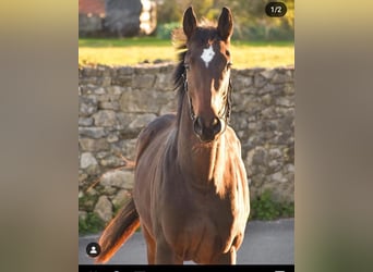 Thoroughbred, Mare, 6 years, 16 hh, Bay-Dark