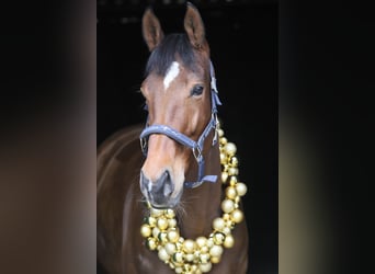 Thoroughbred, Mare, 6 years, 16 hh, Bay-Dark