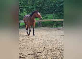 Thoroughbred, Mare, 6 years, 16 hh, Brown