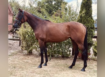 Thoroughbred, Mare, 6 years, 16 hh, Brown