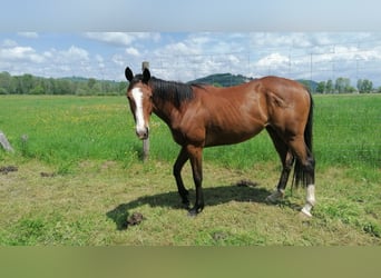 Thoroughbred, Mare, 6 years, 16 hh, Brown
