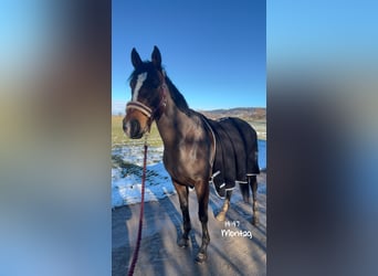 Thoroughbred, Mare, 6 years, 16 hh, Brown