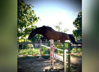 Thoroughbred, Mare, 6 years, 16 hh, Brown