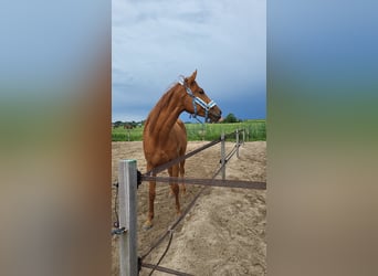 Thoroughbred Mix, Mare, 6 years, 16 hh, Chestnut-Red