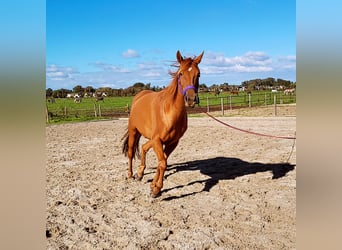Thoroughbred Mix, Mare, 6 years, 16 hh, Chestnut-Red