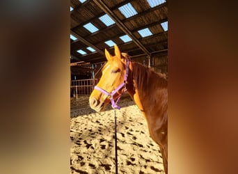 Thoroughbred Mix, Mare, 6 years, 16 hh, Chestnut-Red