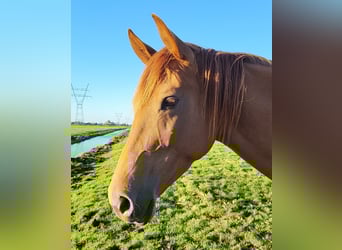 Thoroughbred Mix, Mare, 6 years, 16 hh, Chestnut-Red