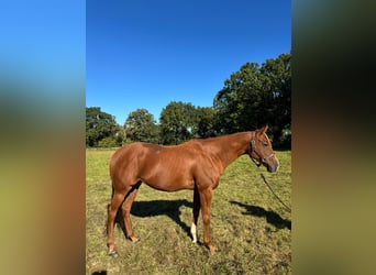 Thoroughbred, Mare, 6 years, 16 hh, Chestnut-Red